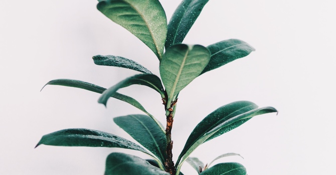 Psychoneuroimmunology: Mind-Body Connection